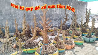 Báo Giá Chi Tiết Số Phôi Mai Tứ Qúy 0906831333 Anh Tỷ  | Tứ Qúy Miệt Vườn