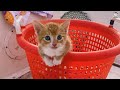 tiny ginger kitten grew up with dogs and now thinks he s a dog too