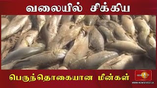 வலையில் சிக்கிய பெருந்தொகையான மீன்கள்