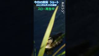 【今日の探鳥 ショート】二つの鴨の親子。2022年6月25日撮影。