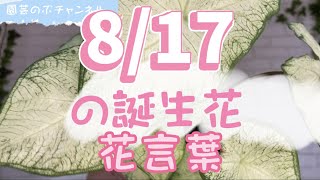 8/17の誕生花と花言葉【園芸のぶチャンネル】【８月】【１７日】【ガーデニング】【雑学】【トリビア】【カラジウム】