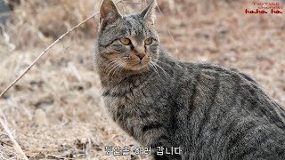 길냥이 데리고 등산하기.