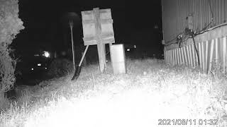 Orb caught with IR trail camera