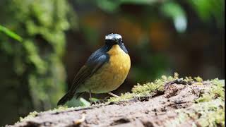 Snowy-browed Flycatcher (Ken Behrens)