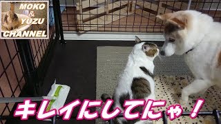 犬が猫を毛づくろい(マロン＆くぅ）A dog grooms a cat