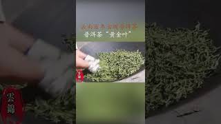 何为普洱茶“黄金叶”茶友们您了解吗？# 制茶人 # 爱喝茶的关注我 # 召唤茶友 # 普洱茶！#茶友可以免費找我領取試用裝茶葉和各種茶知識手冊，加wechat：zcj049