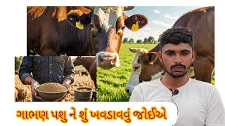 || ગાભણ પશુ ને શું ખવડાવવું જોઈએ ||100% જોવો ધરેલું ઉપાય છે .||ગાભણ પશુને શુ ખવડાવવું જોઇ..