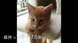 ペットの猫が山形弁で訛リンガル★カイちゃんこの前