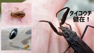 【観察と見分け方】減りつつあるタイコウチ、ガサガサしたらちゃんといたよ！ Searching for water scorpion!!