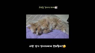 사람 감기 강아지에게 옮길까   #강아지 #말티푸 #강아지숏츠 #강아지감기 #사람감기강아지 # #puppy #반려견 #댕댕이 #좋아요#구독