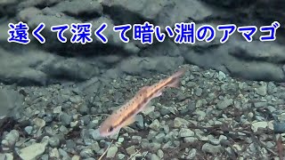 遠くて深くて暗い淵を泳ぐアマゴの水中映像　#you渓 #遊渓　＃YouKei　#ゆうけい