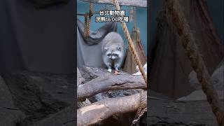 台北動物園 北美浣熊16:00吃播😍 #cuteanimals #taipeizoo #raccoon