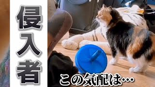 【犬猫アテレコ】侵入者発見…戦う犬と猫