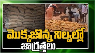 మొక్కజొన్న నిల్వల్లో జాగ్రత్తలు | Corn Crop Cultivation Guide | Matti Manishi | 10TV Agri