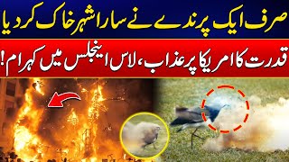 Bird Behind Los Angeles Huge Fire - Shocking Video - Fire In America - 24 News HD