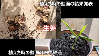 動画で紹介したプランターに植えたスーパーの生姜を収穫（回収）風景です。最後に10月に植えた生姜の途中経過もおまけ動画的にあります。