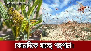 পঙ্গপালের বর্তমান অবস্থান এখন ভারত; কোনদিকে এগোচ্ছে? | #Locust_Attack