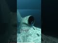 If You Scared You have Thalassophobia - 4 #crazyfact #memes #timetravel  #shortsviral #viral #fyp