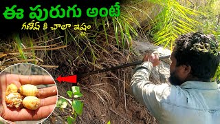 బోడెంగ్ పురుగులు| Bodeng Purugulu| My Tribal World