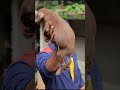 hevy size dogs pappis നല്ല പപ്പീസ് വന്നിട്ടുണ്ട്🐕🤟🏻😃