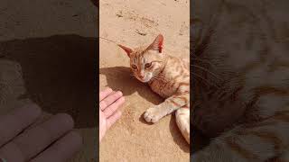 பணியாரம் சுட்டு தரியா 🤣🤣🐈‍⬛🐈‍⬛🐈🐈😻😻