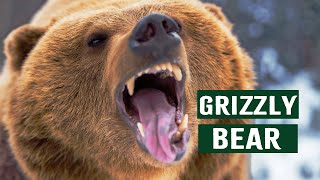 The World Of Grizzly Bears: A Journey Through Yellowstone National Park | Grizzly Country