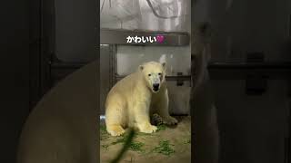 閉園前、寝落ちする前にテディベアになるフブキ🐻‍❄️🐾2024年5月26日#polarbear #ホッキョクグマ #東山動植物園 #男鹿水族館gao