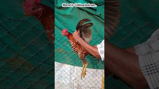 ஒட்டன்சத்திரம் நண்பருக்கு அனுப்பிய பட்டா கொண்டை சேவல்!! #shorts #poultry #transport #trending