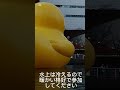 大阪ラバーダック2024冬！中之島リバークルーズ⭐︎ rubber duck ラバーダック 中之島リバークルーズ 大阪　 osaka