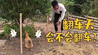 Just after planting the vegetable seedling chicken, came to eat it