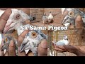 Sk Samir Andhra Tipller Pigeons.9121334810