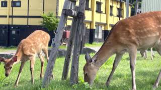 小鹿がかわいい😆 野生の親子の鹿 【癒し系動物】