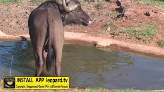 Buffalo licking its own nose