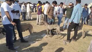 malegaon Yatra