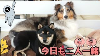 今日も一緒なシェルティと柴犬 【ひみつきちなう！③】2018年10月24日