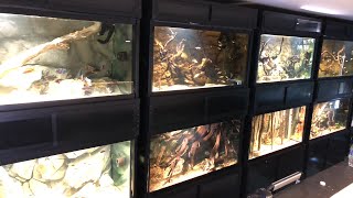 ALL MY AQUARIUMS AND FISH!! ... live | The King of DIY