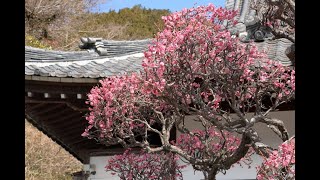 今時の散歩道で、梅と早春の花を追って