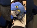 Funny video parrot pet is too cute