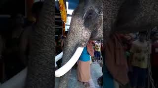 Elephant Pulloot Unnikrishnan Perinkulam Car Festival 2019 | | പുല്ലൂറ്റ് ഉണ്ണികൃഷ്ണൻ