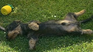 Funny sleeping positions of my dachshund