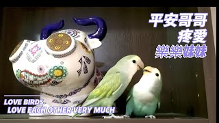 鸚鵡兄妹感情好玩遊戲#鳥叫聲#新手養鸚鵡#小鸚鵡#寵物鳥#牡丹鹦鹉 #Peachface #lovedbird＃parrot #birdsong #birdsinging#lovebirdsounds