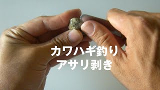 カワハギ釣り　餌のアサリ剥き