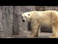 【ホッキョクグマ】ホクトとピリカ（旭山動物園）polar bear