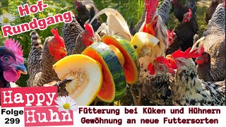 Tipps zur Fütterung bei Küken und Hühnern + Frühchen bei Küken - Hofrundgang im Mai! HAPPY HUHN E299