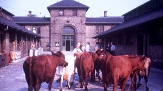 Kødbyen - Copenhagen 1962 - Restored in 4K - 50fps.