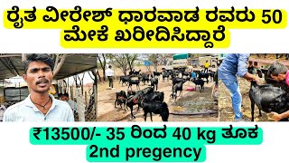 ರೈತ ವೀರೇಶ್ ಧಾರವಾಡ 50 2nd pregency ಮೇಕೆ ಖರೀದಿಸಿದ್ದಾರೆ | farmer veeresh 50 usmanibad goat purchase