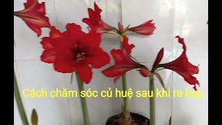 CÁCH CHĂM SÓC CỦ HUỆ SAU KHI RA HOA