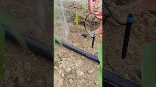 sprinkler irrigation system #shortfeed #agriculture #naturefarming #water #irrigation