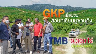 GKP เยี่ยมสวนทุเรียนมูซานคิง TMB 9,300  ไร่ ประเทศมาเลเซีย