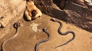 15 Times Snakes Messed With The Wrong Opponent